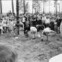 6 Midsommarfirande Vännäsparken 1968